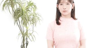 PPPE-453 スペンス乳腺開発クリニックspecial 桃園怜奈