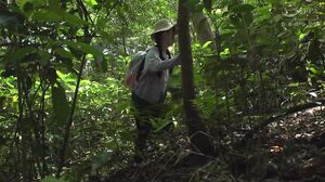 DDK-242 Forest Of Desire
